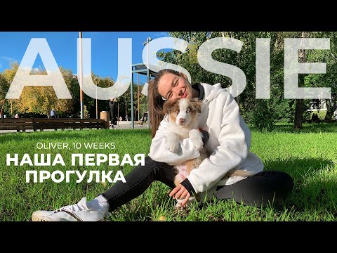Видео: Первая прогулка с аусси Оливером (социализация щенка)