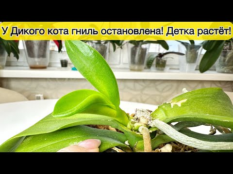 Видео: Ура! У орхидеи Дикий Кот выросла детка на пеньке! Продолжение будет!