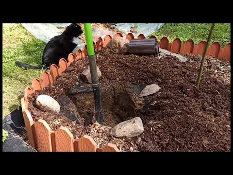 Видео: Хроники "розонутых", или посадка роз с ЗКС, и пересадка взрослых кустов в июле!🤩🥰