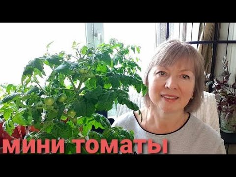 Видео: Мини томаты. Балконное ЧУДО.Как выращиваю, подкармливаю, формирую.Список моих ТОМАТОВ.