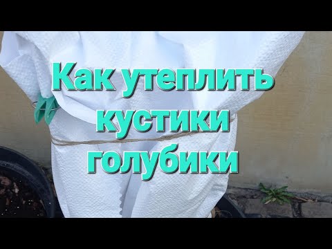 Видео: Как утеплить молодые кустики голубики. НАГЛЯДНО!!!!