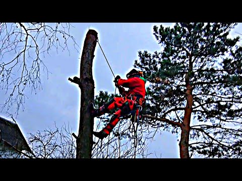 Видео: ✅Арбористика| Где целиком нельзя, там пилим частями. Спил двух сосен в несколько этапов✅ #Беларусь