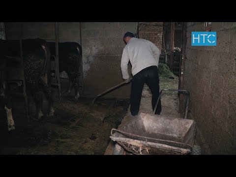 Видео: Биогаз из коровьего навоза, который дарит тепло и уют / Итоги недели / НТС