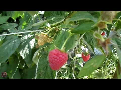 Видео: МАЛИНА для СЛАДКОЕЖЕК Делнива