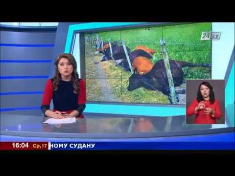 Видео: 17.06 жаңалықтар шығарылымы (сурдоаударма)