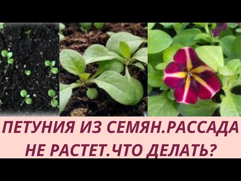 Видео: Петуния после всходов. Петуния не растет. Петуния первая подкормка. Пикировка петунии. Перевалка.
