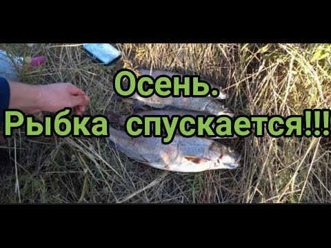 Видео: Рыбалка на р.Ингода