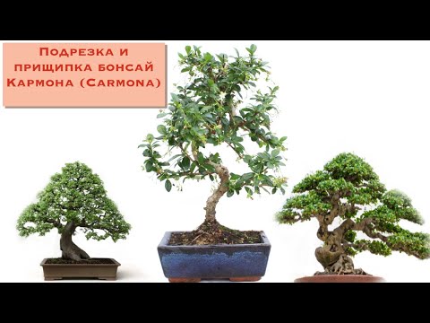 Видео: Секреты подрезки и прищипки бонсай из кармоны  . The pinching and pruning of Carmona bonsai