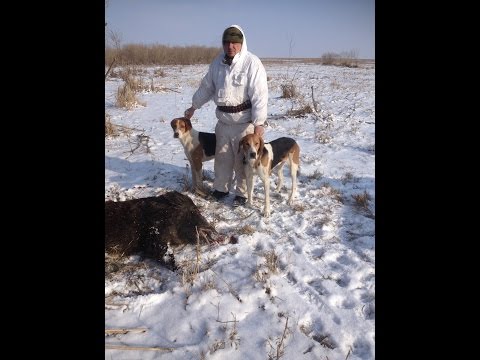 Видео: Охота на кабана с гончими заводчика Небобова В А