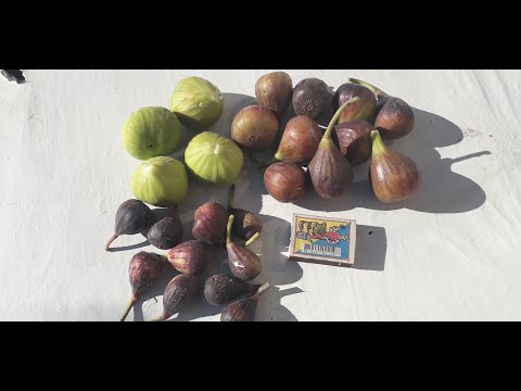 Видео: Закладка  плодов после прищипывания побегов инжира.