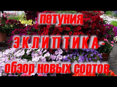 Видео: Петуния Эклиптика F1 - обзор новых сортов и тайны варащивания.