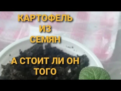 Видео: Семена картофеля против клубней