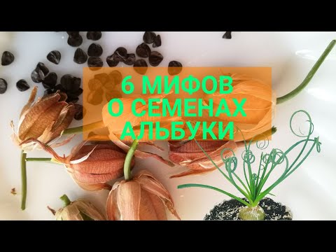 Видео: 6 мифов о семенах альбуки. Альбука – дама сложная