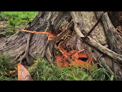 Видео: боливийская зима - лучшее время для труда на свежем воздухе. (вот мужик, а вот оно - 🌳)