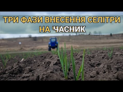 Видео: 🔥 ЯКІ ФАЗИ ВНЕСЕННЯ СЕЛІТРИ ПІД ЧАСНИК ✅