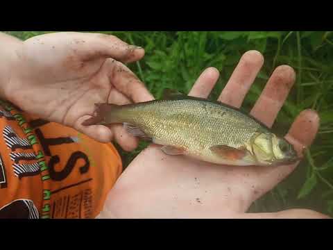 Видео: МЕСТНАЯ ПИРАНЬЯ! НАЛОВИЛИ НАШЕЙ МЕСТНОЙ ПИРАНЬИ И ОЧЕНЬ ВКУСНО ПРИГОТОВИЛ ЕЁ! Рыбалка на поплавок!