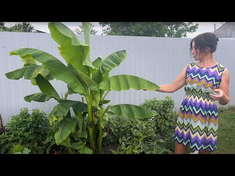 Видео: Про банан. Мое самое неприхотливое тропическое растение.