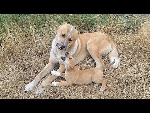 Видео: Кошара - Крови Волчка, Дизеля!