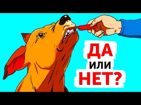 Видео: Советы и рекомендации для владельцев собак