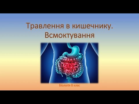 Видео: Біологія людини. Травлення в кишечнику. Всмоктування