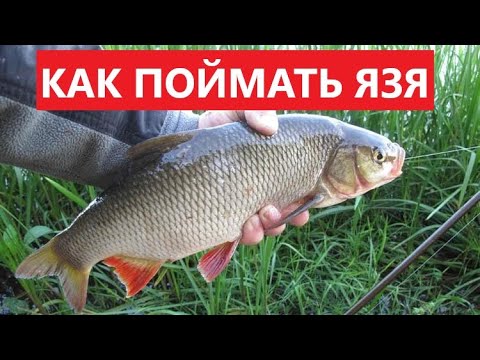 Видео: 🐟 КАК ПОЙМАТЬ ЯЗЯ? ВСЕ СЕКРЕТЫ ЛОВЛИ.