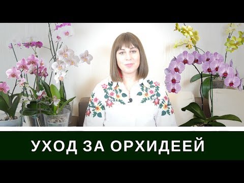 Видео: Уход За Орхидеей Фаленопсис: Мой Удачный Опыт