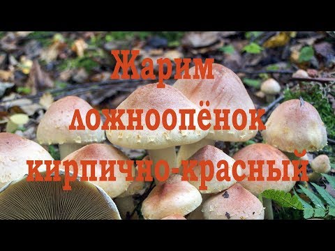 Видео: Жарим Ложноопёнок кирпично-красный. Дегустация.