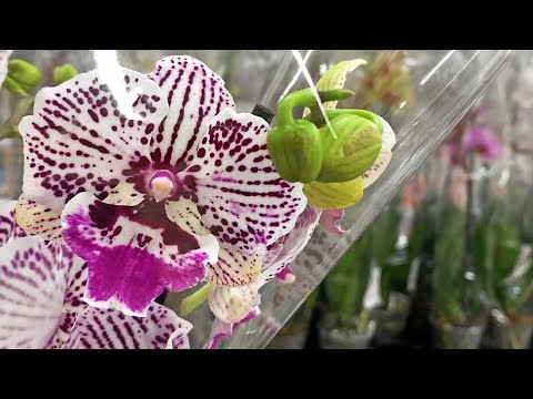 Видео: Новый большой привоз ОРХИДЕЙ в Леруа Мерлен на Испытателей, Петербург.