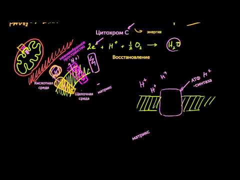 Видео: Цепь переноса электронов (видео 8) | Клеточное дыхание | Биология