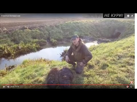 Видео: Охота на бобра с ягдтерьером . 2018