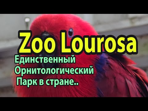 Видео: Единственный орнитологический парк в Португалии
