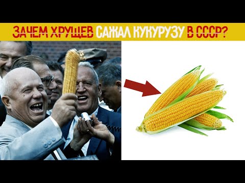 Видео: Зачем Хрущев сажал КУКУРУЗУ в СССР?