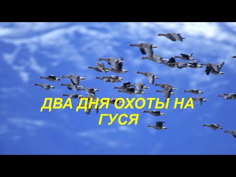 Видео: Два дня Охоты на гуся. Весна 2024