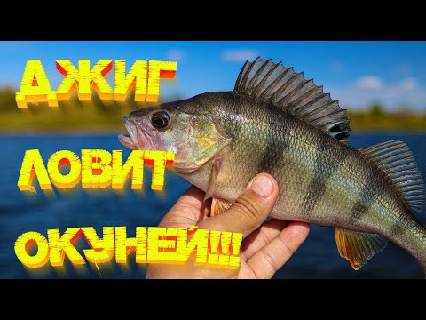 Видео: ДЖИГ ловит КРУПНОГО окуня 💪 Осенняя рыбалка с лодки 👍