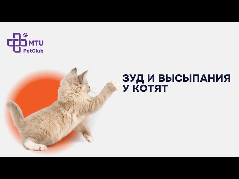 Видео: Зуд у кошек. Причины и симптомы