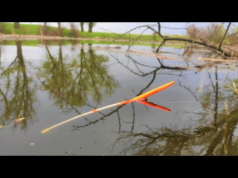 Видео: НАТАСКАЛИ МЕШОК НА ПОПЛАВОК!!! Рыбалка весной на карася