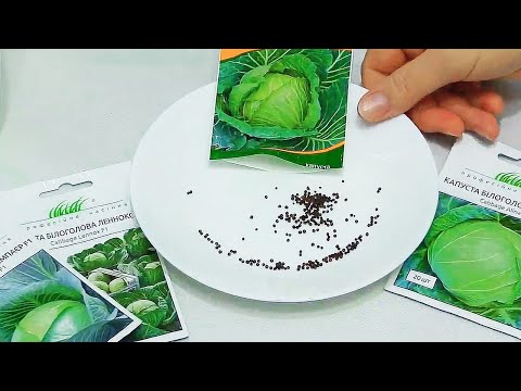 Видео: Не сейте капусту, пока не посмотрите это видео! Ценный совет по посеву семян капусты!