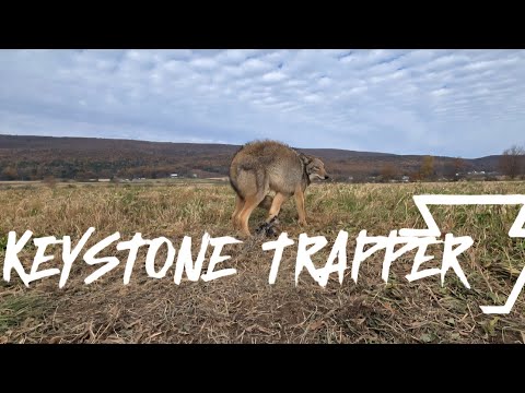 Видео: Сезон отлова 2025-2026 гг., сезон 2, эпизод 2. День отлова 2 и 3.