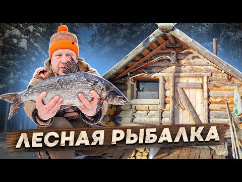 Видео: Живу в избе, ловлю рыбу сиг, окунь, щука, на лесных озёрах...