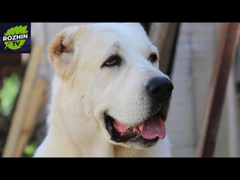 Видео: Алабай лучший друг