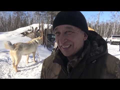 Видео: Питомник лаек Байанай