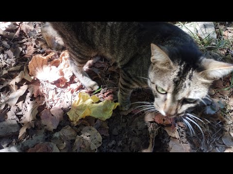 Видео: Интересный каньон Мили. Встретили маленького "тигра"🐅