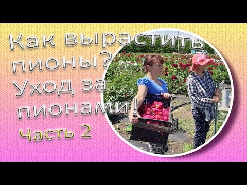 Видео: Как вырастить пионы? Уход за пионами! Часть 2 / Сад Ворошиловой