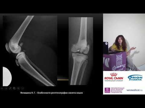 Видео: Янчишина Н. Г. - Особенности рентгенографии скелета кошек