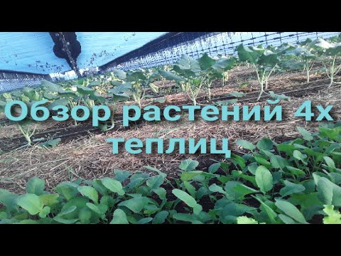 Видео: Обзор растений в 4-х теплицах #землядел #subscribe #garden #дача