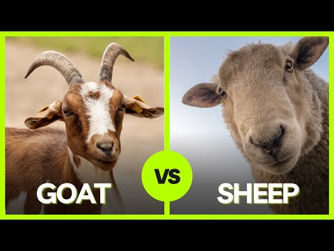 Видео: КОЗЫ против ОВЦОВ: расшифровываем различия! 🐑🐐