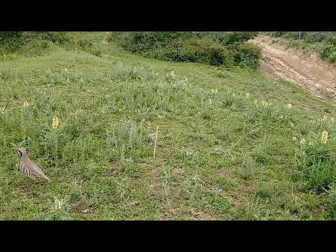 Видео: Шикори мастак.шикори Садриддин Рашт