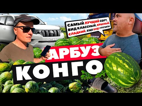 Видео: Арбуз Конго 🍉🚛💸