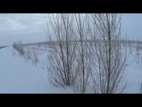 Видео: Охота на зайца  31 01 25. Свежий снег