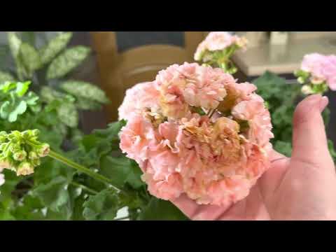 Видео: Ю Менуэт, ТА Марсель, ЕС Персиковый авантюрин. Любуюсь цветением перед обрезкой. 31.01.2023 г.